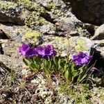 Primula glutinosa Blad