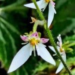 Saxifraga stolonifera Flower