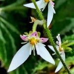 Saxifraga stolonifera Λουλούδι