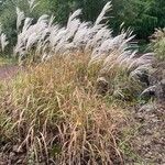 Miscanthus sinensis Hábito