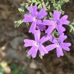 Verbena bipinnatifida Flower