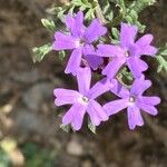 Verbena bipinnatifida Λουλούδι