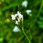 Cardamine parviflora 花