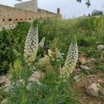 Reseda alba Floare