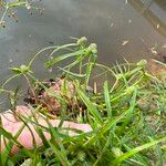 Cyperus hortensis 整株植物