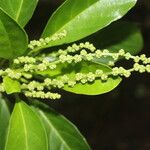 Tetrorchidium rotundatum Leaf