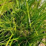 Cyperus esculentus Folha