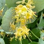 Lonicera flava Flor