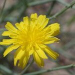 Launaea nudicaulis