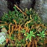 Selaginella helvetica ശീലം