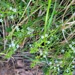 Thesium rostratum Flower