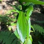 Ixanthus viscosus Hoja