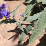 Solanum elaeagnifolium Escorça