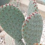 Opuntia rufida Blad