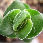 Crassula perfoliata Φύλλο