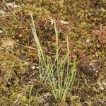 Festuca maritima Habitat