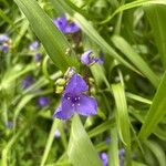 Tradescantia occidentalis Flor