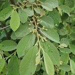 Grewia bicolor Leaf