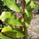 Hedychium greenii Hoja