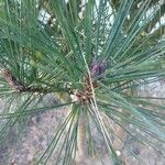 Pinus densiflora Fuelha