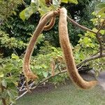 Handroanthus chrysotrichus Fruit