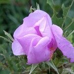 Rosa palustris Flower