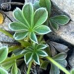 Potentilla nivalis Levél