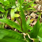 Carex plantaginea Flower