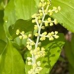 Maianthemum racemosum Blüte