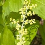 Maianthemum racemosum Flors