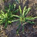 Eryngium nudicaule Hoja