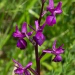 Anacamptis laxiflora Flor
