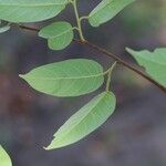 Marquesia macroura Hoja