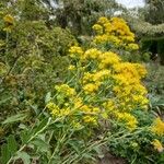 Solidago rigida Flor