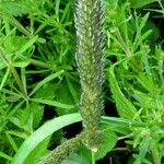 Phleum pratense 花