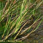 Juncus heterophyllus Hàbitat