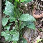 Justicia refractifolia Hábito