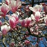 Magnolia x soulangeana Άλλα