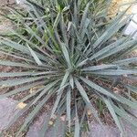 Yucca arkansana Лист