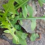 Lactuca floridana Hoja