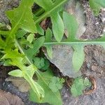 Lactuca floridana Blad