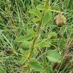 Hibiscus aponeurus Fruto