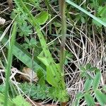 Dactylorhiza fuchsii Leaf