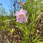 Chilopsis linearis Blüte