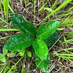 Petrea volubilis Leaf