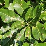Manilkara mochisia Leaf