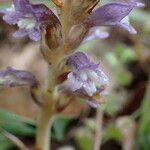 Orobanche nana Кветка
