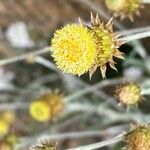 Phagnalon saxatile Floare