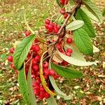 Cotoneaster frigidus Frucht