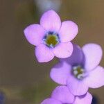 Gilia sinuata Flower